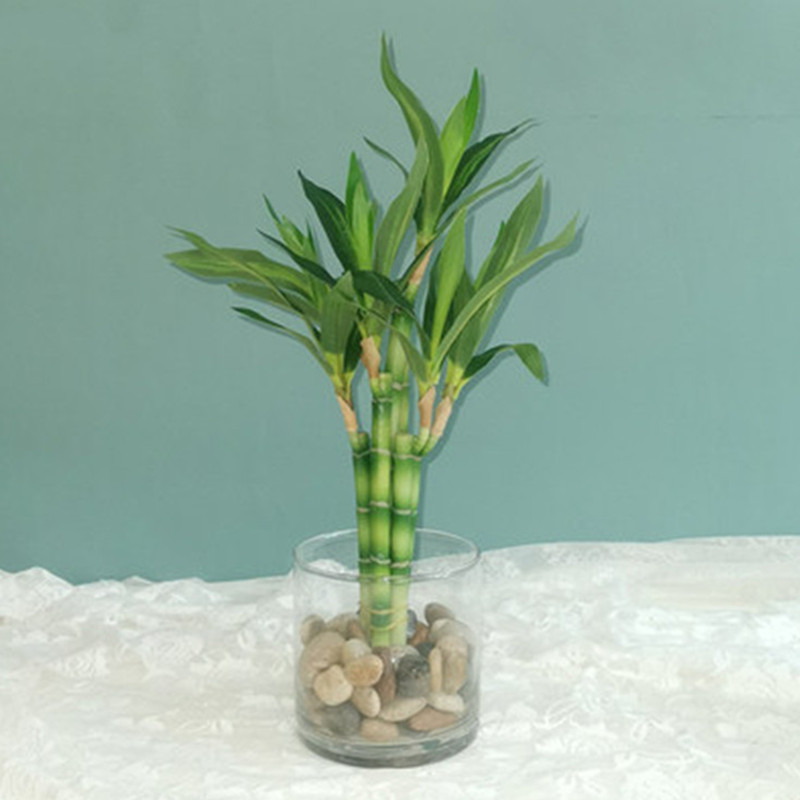 Marine Fish Tank - Yeni 40cm Yapay Şanslı Bambu Sukulent